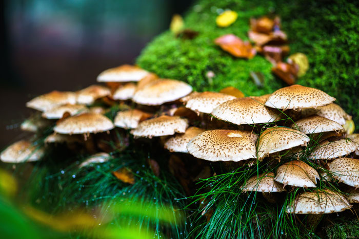 Medicinske (ljekovite) gljive – svojstva i način primjene