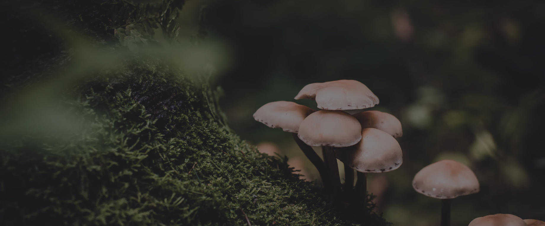 7 razloga zašto je dobro jesti gljive